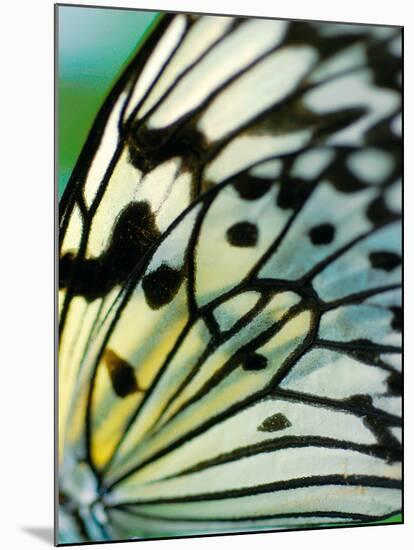 Butterfly-Ella Lancaster-Mounted Giclee Print