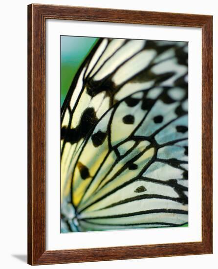 Butterfly-Ella Lancaster-Framed Giclee Print