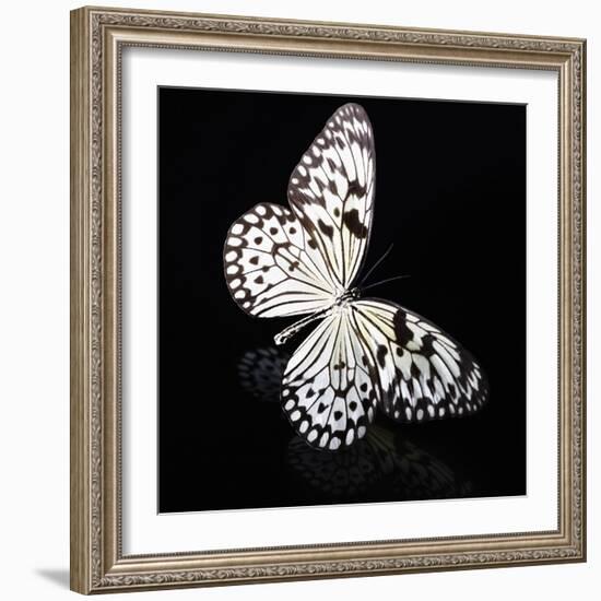 Butterfly-Sean Justice-Framed Photographic Print