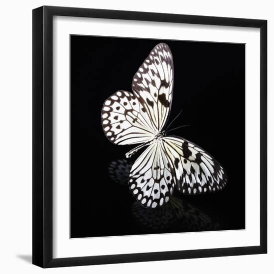 Butterfly-Sean Justice-Framed Photographic Print