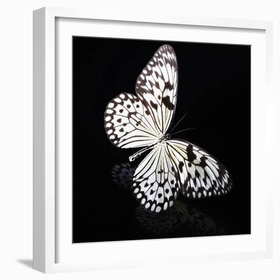 Butterfly-Sean Justice-Framed Photographic Print