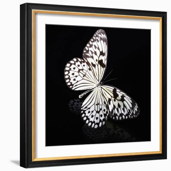 Butterfly-Sean Justice-Framed Photographic Print