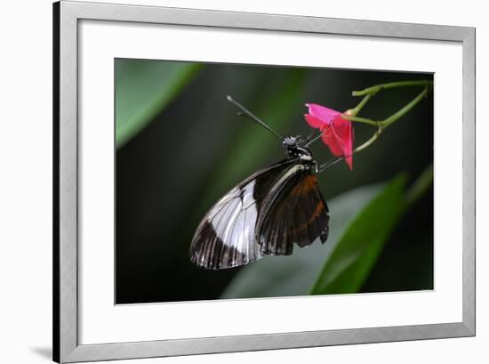 Butterfly-Gordon Semmens-Framed Photographic Print