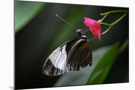 Butterfly-Gordon Semmens-Mounted Photographic Print