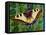 Butterfly-Tamas Galambos-Framed Premier Image Canvas