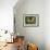 Butterfly-Tamas Galambos-Framed Giclee Print displayed on a wall