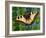 Butterfly-Tamas Galambos-Framed Giclee Print