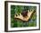 Butterfly-Tamas Galambos-Framed Giclee Print