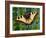 Butterfly-Tamas Galambos-Framed Giclee Print