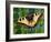 Butterfly-Tamas Galambos-Framed Giclee Print