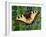 Butterfly-Tamas Galambos-Framed Giclee Print