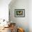 Butterfly-Tamas Galambos-Framed Giclee Print displayed on a wall