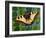 Butterfly-Tamas Galambos-Framed Giclee Print