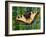 Butterfly-Tamas Galambos-Framed Giclee Print