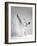 butterfly-Arkadiusz Branicki-Framed Photographic Print