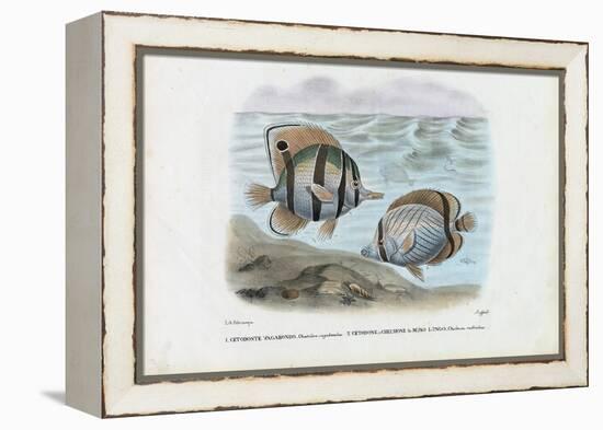 Butterflyfish, 1863-79-Raimundo Petraroja-Framed Premier Image Canvas