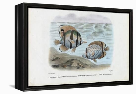 Butterflyfish, 1863-79-Raimundo Petraroja-Framed Premier Image Canvas