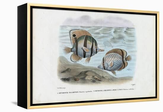 Butterflyfish, 1863-79-Raimundo Petraroja-Framed Premier Image Canvas