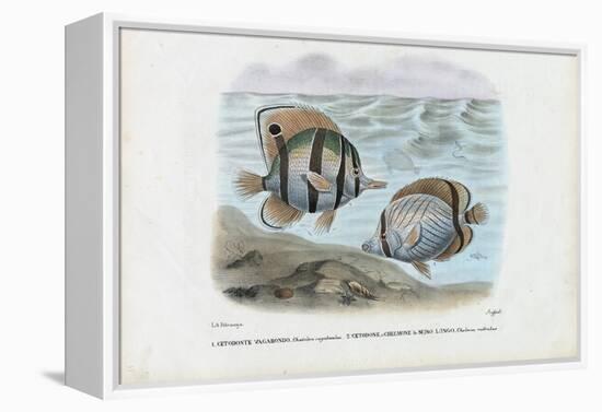 Butterflyfish, 1863-79-Raimundo Petraroja-Framed Premier Image Canvas