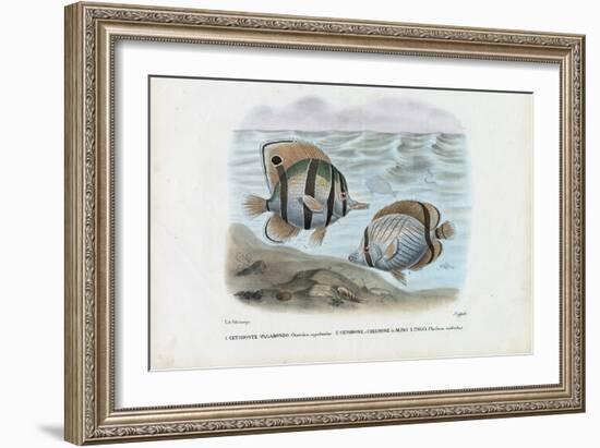 Butterflyfish, 1863-79-Raimundo Petraroja-Framed Giclee Print