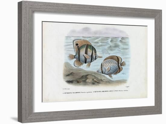 Butterflyfish, 1863-79-Raimundo Petraroja-Framed Giclee Print