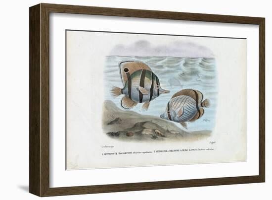 Butterflyfish, 1863-79-Raimundo Petraroja-Framed Giclee Print