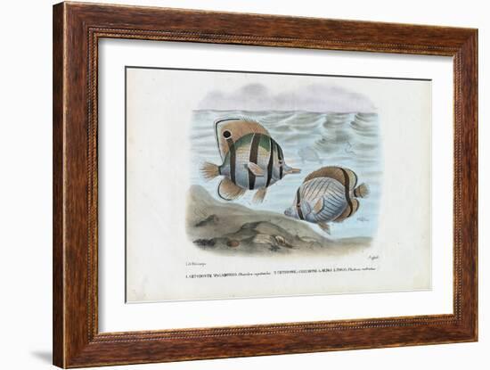 Butterflyfish, 1863-79-Raimundo Petraroja-Framed Giclee Print