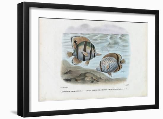 Butterflyfish, 1863-79-Raimundo Petraroja-Framed Giclee Print