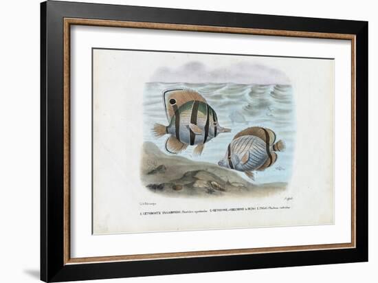 Butterflyfish, 1863-79-Raimundo Petraroja-Framed Giclee Print