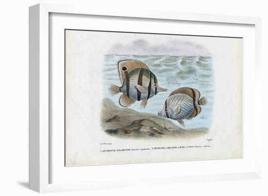 Butterflyfish, 1863-79-Raimundo Petraroja-Framed Giclee Print