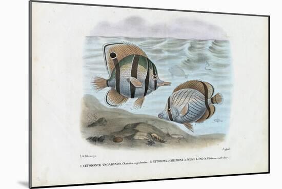 Butterflyfish, 1863-79-Raimundo Petraroja-Mounted Giclee Print