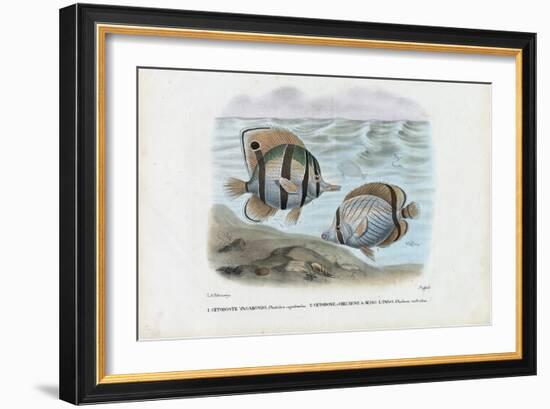 Butterflyfish, 1863-79-Raimundo Petraroja-Framed Giclee Print