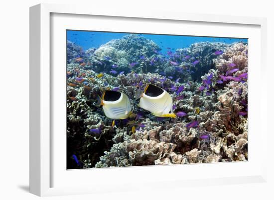 Butterflyfish And Purple Anthias Fish-Georgette Douwma-Framed Photographic Print