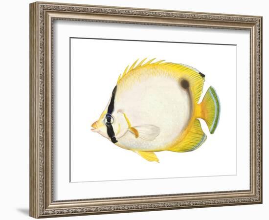 Butterflyfish (Chaetodon Ocellatus), Fishes-Encyclopaedia Britannica-Framed Art Print