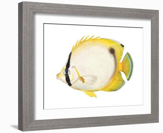 Butterflyfish (Chaetodon Ocellatus), Fishes-Encyclopaedia Britannica-Framed Art Print