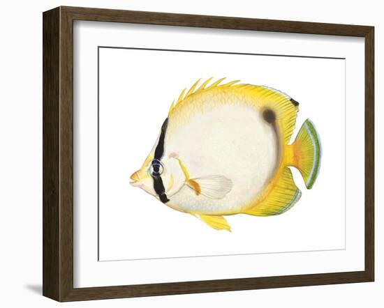 Butterflyfish (Chaetodon Ocellatus), Fishes-Encyclopaedia Britannica-Framed Art Print