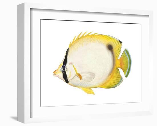 Butterflyfish (Chaetodon Ocellatus), Fishes-Encyclopaedia Britannica-Framed Art Print