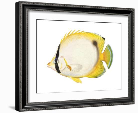 Butterflyfish (Chaetodon Ocellatus), Fishes-Encyclopaedia Britannica-Framed Art Print