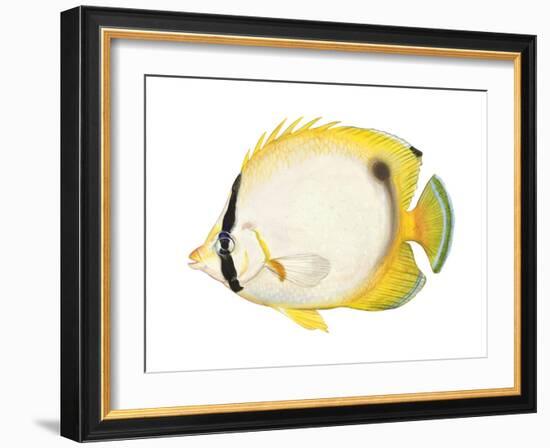 Butterflyfish (Chaetodon Ocellatus), Fishes-Encyclopaedia Britannica-Framed Art Print