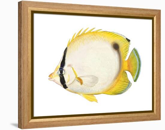 Butterflyfish (Chaetodon Ocellatus), Fishes-Encyclopaedia Britannica-Framed Stretched Canvas