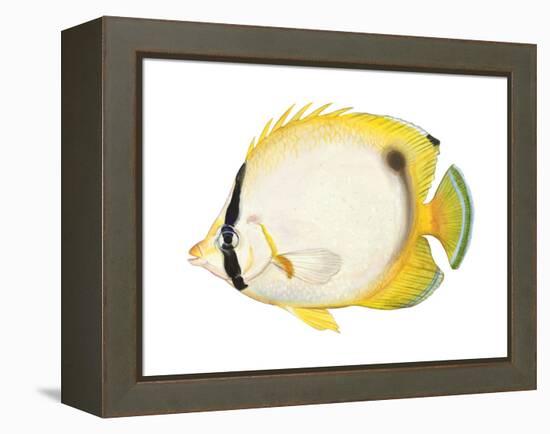 Butterflyfish (Chaetodon Ocellatus), Fishes-Encyclopaedia Britannica-Framed Stretched Canvas