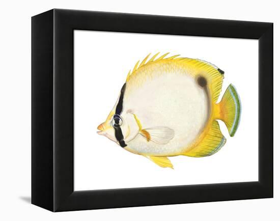 Butterflyfish (Chaetodon Ocellatus), Fishes-Encyclopaedia Britannica-Framed Stretched Canvas