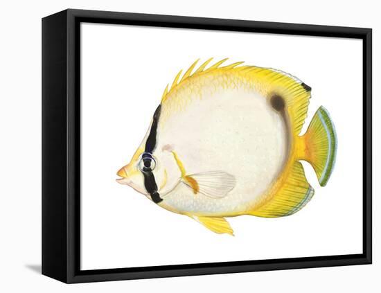 Butterflyfish (Chaetodon Ocellatus), Fishes-Encyclopaedia Britannica-Framed Stretched Canvas