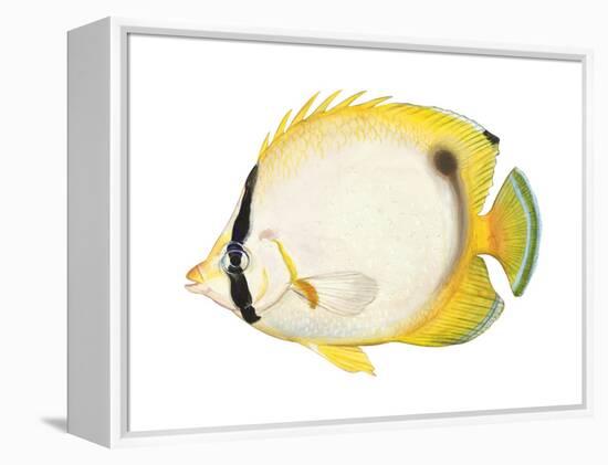 Butterflyfish (Chaetodon Ocellatus), Fishes-Encyclopaedia Britannica-Framed Stretched Canvas