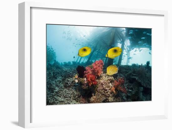 Butterflyfish Over a Reef-Georgette Douwma-Framed Photographic Print