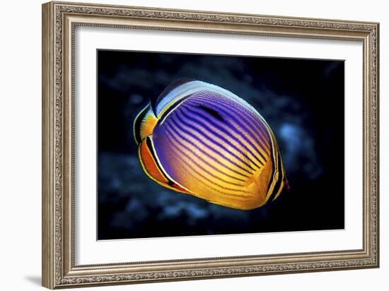 Butterflyfish-Barathieu Gabriel-Framed Giclee Print