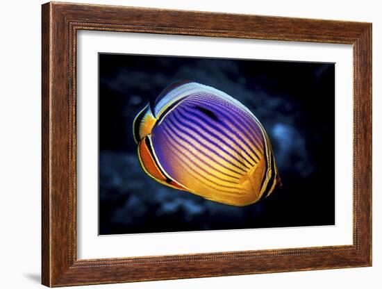 Butterflyfish-Barathieu Gabriel-Framed Giclee Print