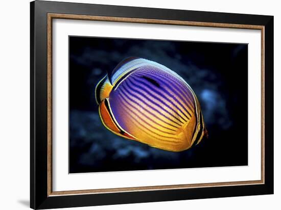 Butterflyfish-Barathieu Gabriel-Framed Giclee Print