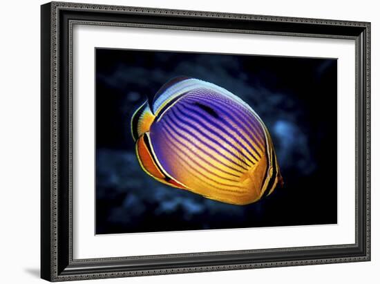 Butterflyfish-Barathieu Gabriel-Framed Giclee Print