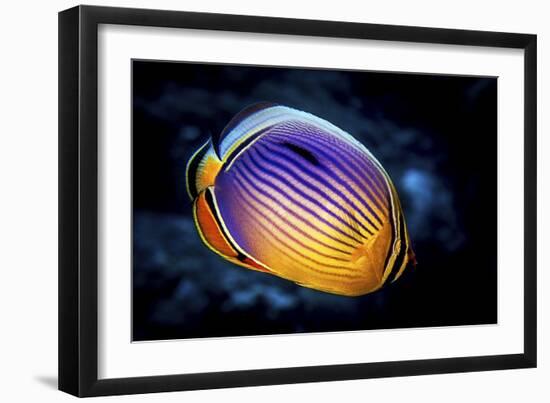 Butterflyfish-Barathieu Gabriel-Framed Giclee Print